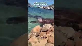 Defense Mechanism Of Dwarf Sperm Whale