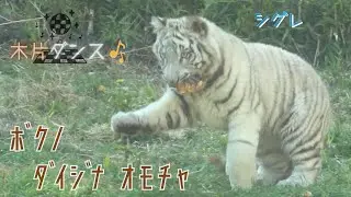 【ﾎﾞｸﾉﾀﾞｲｼﾞﾅｵﾓﾁｬ シグレの木片ダンス？】伊豆アニマルキングダム　ホワイトタイガー「シグレ」「ツキ」「シロップ」