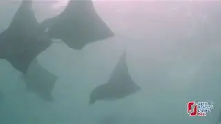Squadron of Manta Ray (Mobula Alfredi)