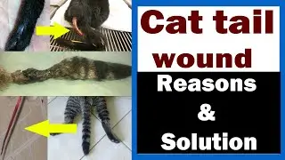 Common Cat Tail Injuries // Reasons & Solution // Vet Furqan Younas