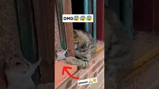 cat slap hamster badly 🐹 #shorts #cat #hamsters