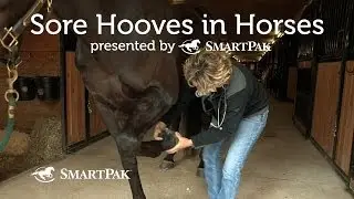 Sore Hooves in Horses