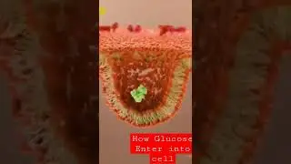 How glucose Enters Into Cell #cell #glucose #transportation #shortvideo #trending #subscribe