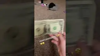 #money #greendollar #currency I know it&rsquo;s a joke but still