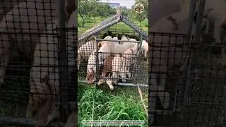 Smart Farming Idea: Unique Way to Feed Goats and Control Grass