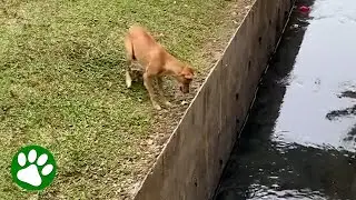 Mama dog gets help to save puppy stuck in canal