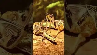 Insects Locust Bunkers Beetle Insect Food Kitchen.shorts. Насекомые Саранча Бункеры Жук Насекомое