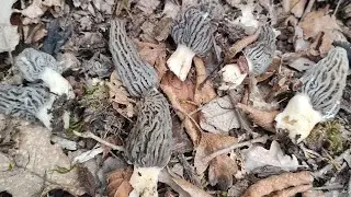 Colmenillas 2024. Preciosas Morchellas Rufobrunea