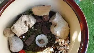 Come accudire una lumaca da compagnia