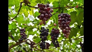2026靈修分享-申命記2章30-35节