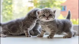 Kittens Having the Best Day Ever with Puppies, Rabbits, Calves & Tiny Mice – Adorable Moments!