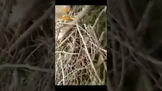 Rescue and reunited baby deer #shorts #shortvideos