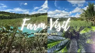Quick visit to our humble banana farm • province life vlog