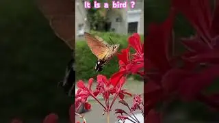Колибри в Бельгии? Hummingbird in Belgium.  Is it possible ?