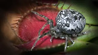 The Big Spider That Escaped&hellip; Then Returned to the Venus Flytrap