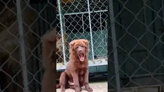 BROWN DOGS ATTITUDE 🤯#dog #dogshorts #pets #animals #shorts