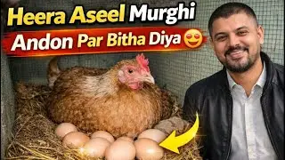 Heera Aseel Murghi Andon Par Baith Gayi 😍❤️ 
