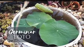 Cómo GERMINAR una semilla de LOTO, crecimiento y trasplante al estanque (How to grow lotus seeds)