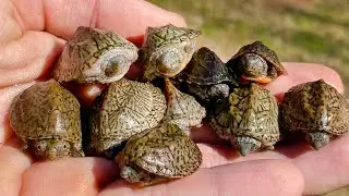 How Are My BABY TURTLES Doing? Update VLOG