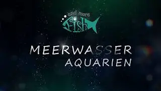 Meerwasser Aquarien - Fish and More