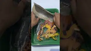 Unboxing Animal Toys #animal #toys #unboxing