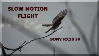 Sony RX10 IV  - High Frame Rate Slow Motion - Bird Acrobatics