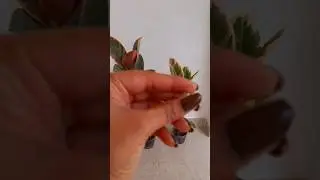 Rubber plant transformation......#plants #rubberplants #explore #indoorplants #ficusplant