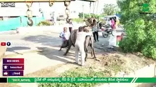 గేదెని  రక్షించిన స్థానికులు  |nellore | BKR NEWS