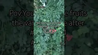 Fruit found ✅#zombies4 #vampires #daywalker #funny