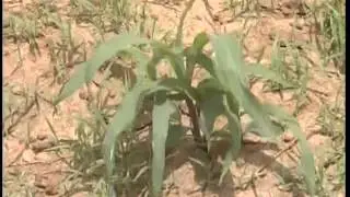Organic AFK launch & Farming Practices.wmv