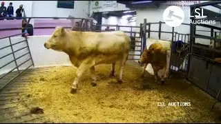 LSL Auctions - Purebred Charolais Heifer & Heifer calf sold for €1960 online via - LSLAuctions.com