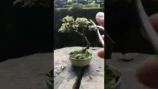 【Bonsai diary】   #shorts　フジツツジの剪定（バリカン刈り）