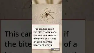Chilean recluse spider, deadliest spider of Chile 🇨🇱🕷☠️ #chileanreclusespider #reclusespider #chile
