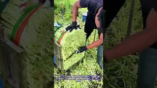 Harvesting: Cutting Water Spinach Heads Neatly
