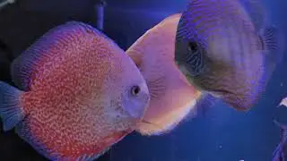 SUPER rare snow panthera discus fish..