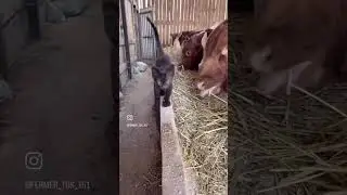 Sigma Cat Goes Alpha Big Brain Aura Cat (idek what I&rsquo;m saying) #cat #cats #animals #viral #trending