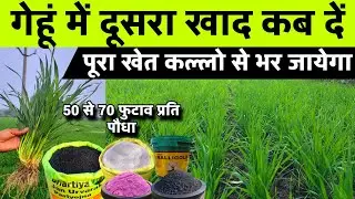 गेहूं में दूसरी खाद 30–40 दिनों के बीच🌾प्रति एकड़ सही डोज + माइकोराइजा, जिंक, यूरिया, SeaWeed कब दें