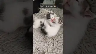 I know your secret 😻😻🥰#cats #catsshorts #catlovers