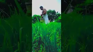 mr rajuk fact  #dhan  #rajasthani  #kisan  #farming #trend #nature OBj ￼ #kisaan🌿🪴🍀🌱 #hariyali