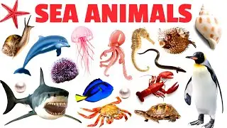 SEA ANIMALS | Fun Facts About Sea Creatures! |Kids English Vocabulary | Educational Video