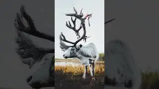 Reindeer in Alaska are facing various threats that endanger their survival.