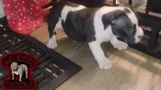 6weeks old 🔥 puppies 