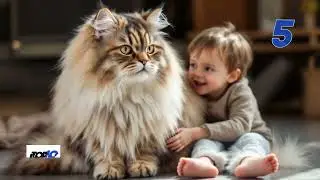 Top Ten: Most Affectionate Cats