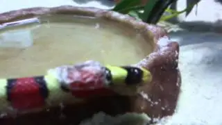 Pyromelana woodini