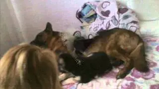 PUMBA TUM