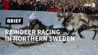 Sweden: tourists try reindeer racing in Jokkmokk | AFP