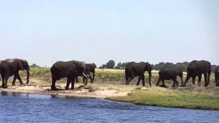 Elephant Throwing Dirt
