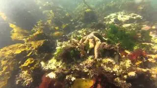 Ogden Point GoPro