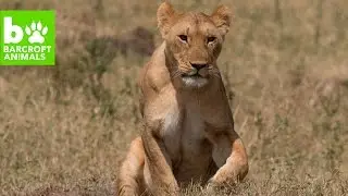 Lions Hunt At Night - Migration Diaries Day 2