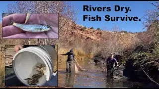 Saving Arizona&rsquo;s Native Fish: A 2025 Drought Story 🐟💧